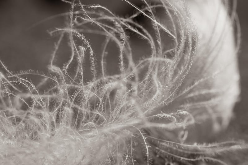 Feather